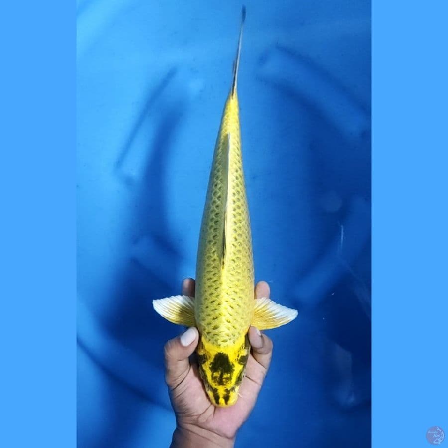 37CM # MUKASHI KUNING - M