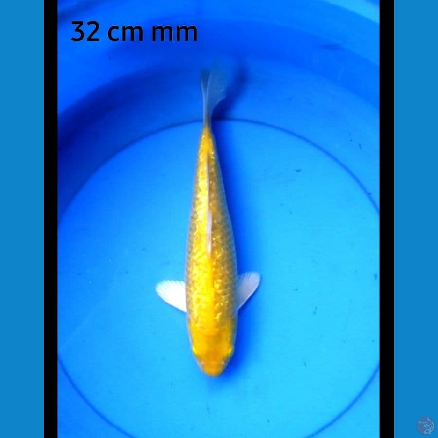 Karashi full ginrin rata 32 cm mata merah