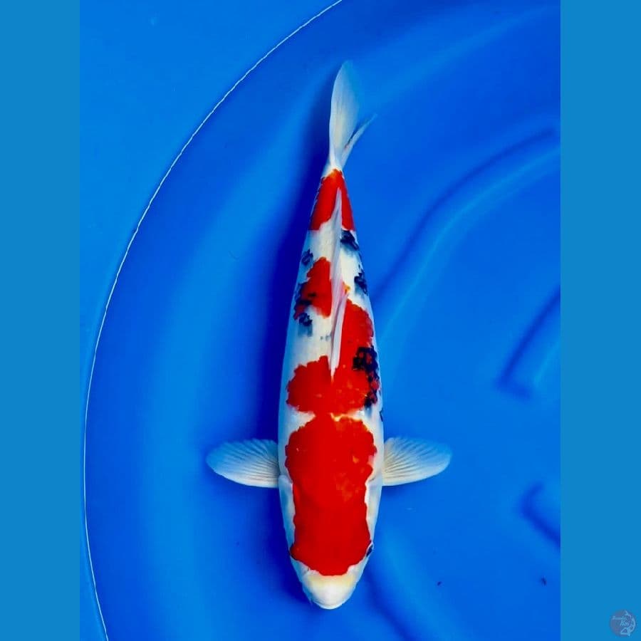 50 cm Super tategoi jumbo