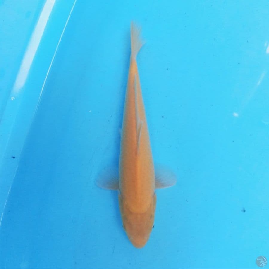 Karashi 25 cm