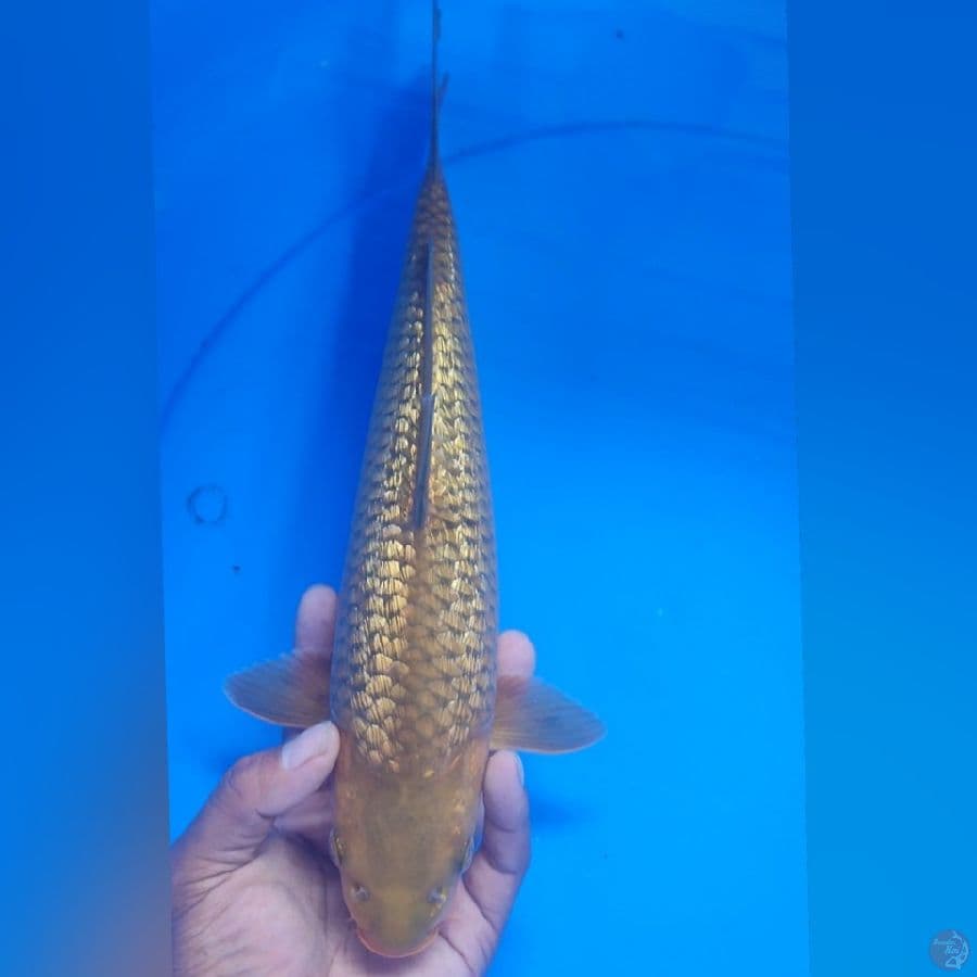 CAHOI GINRIN 33CM
