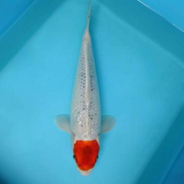 Tancho kujaku 30 cm