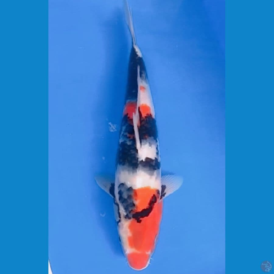 showa 33 cm 