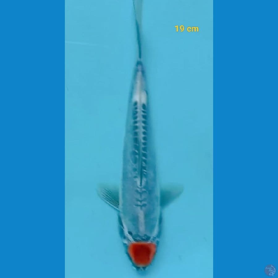 Ready tancho kiko 19 cm