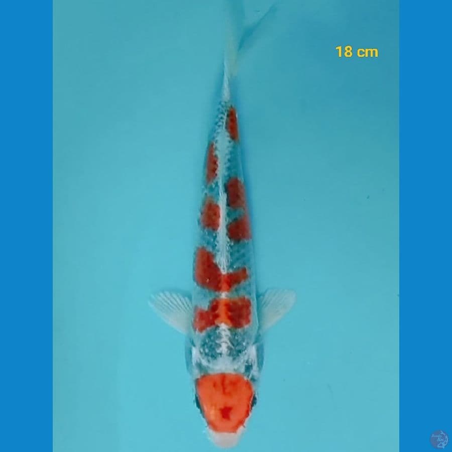 Ready maruten kujaku 18 cm