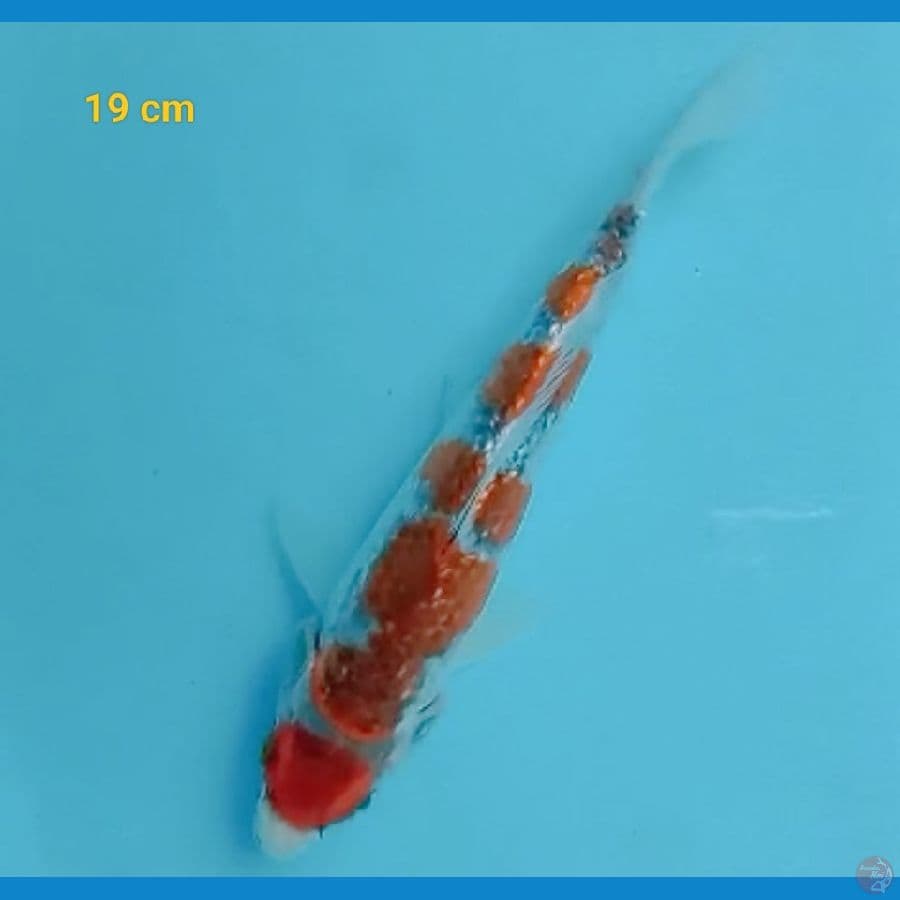 maruten gosiki 18 cm