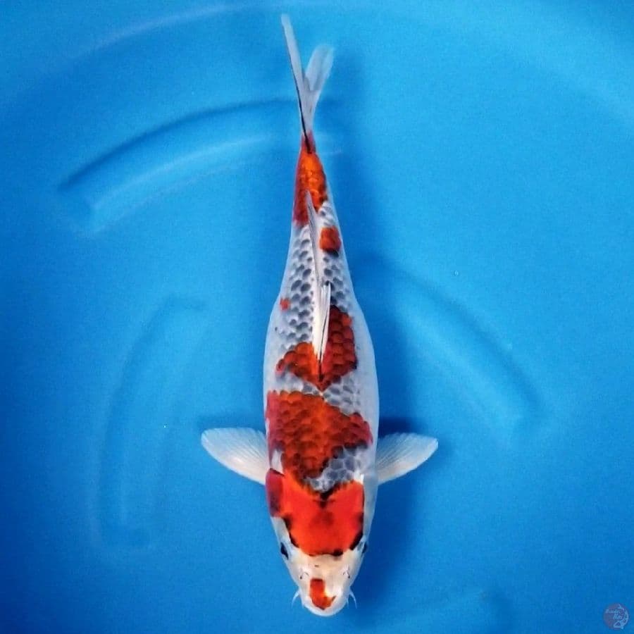 SHORTBODY GOSHIKI 36 CM