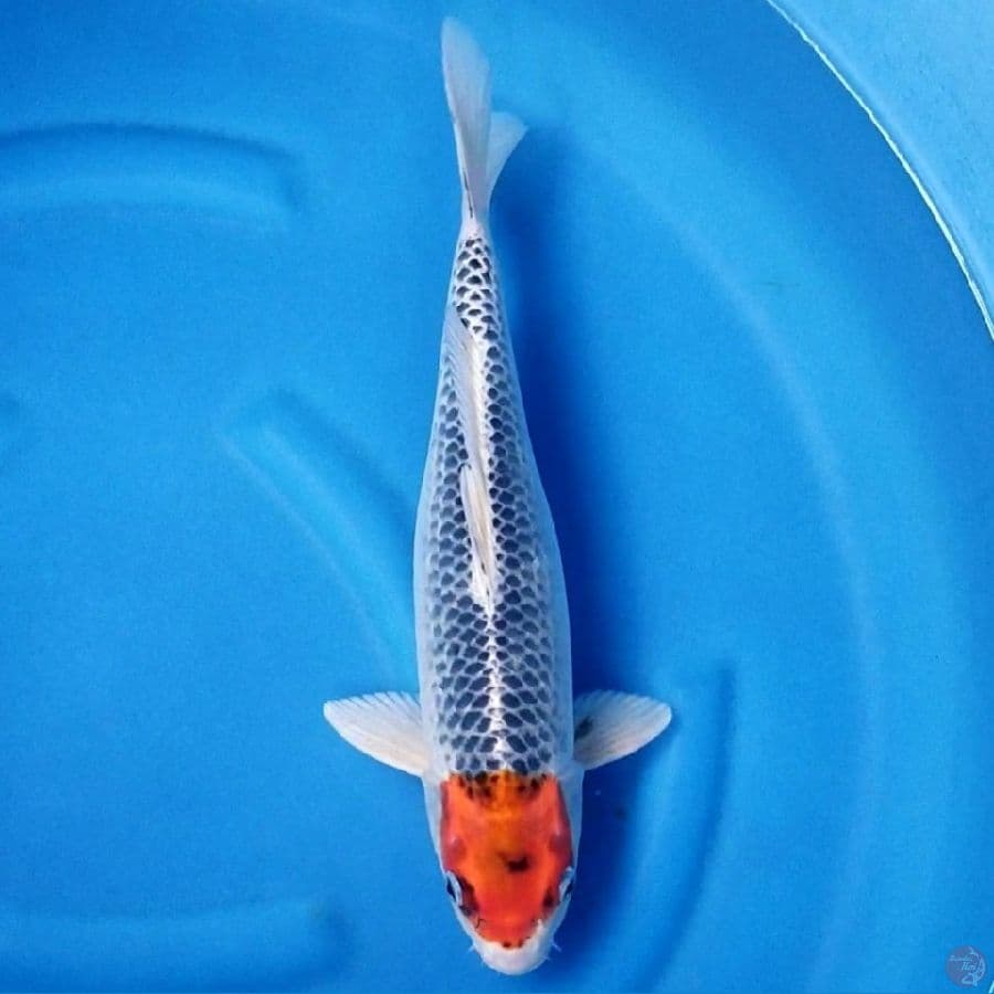 TANCHO GOSHIKI 39 CM