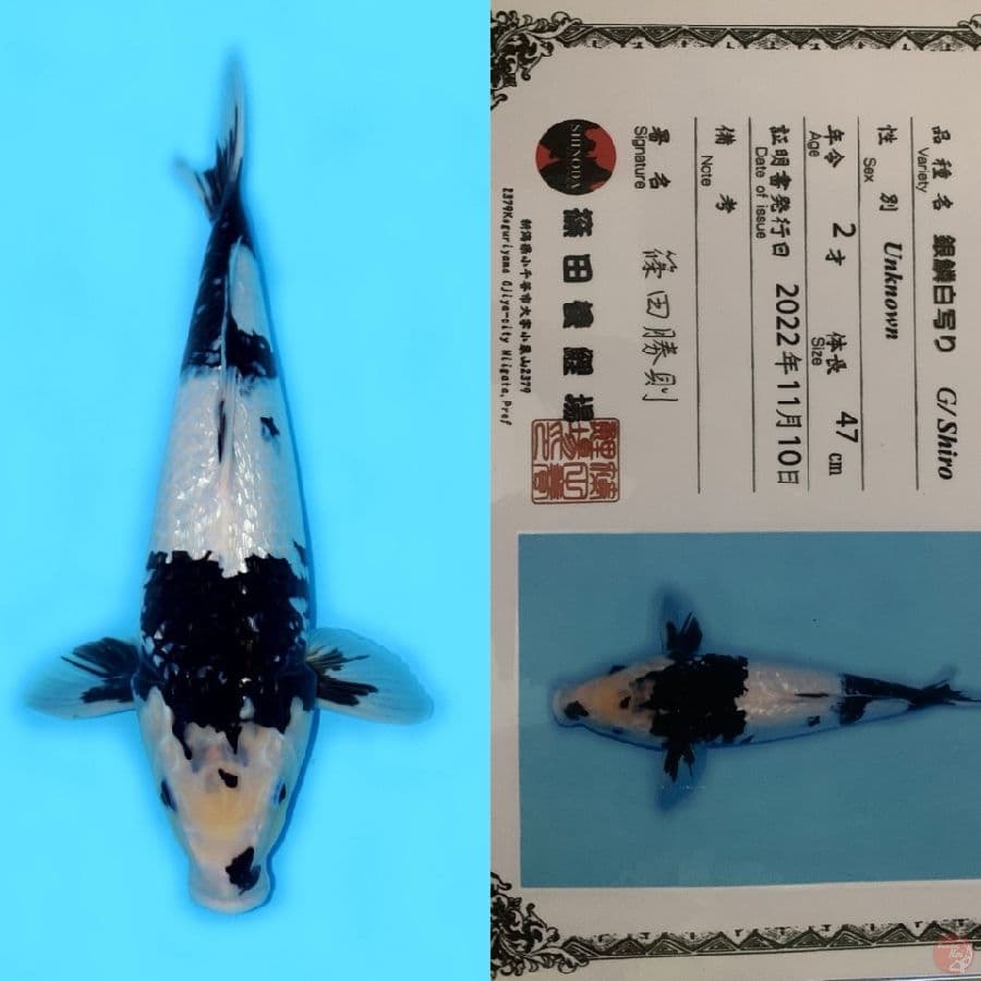JUMBO SHIRO GINRIN HQ SHINODA 47CM