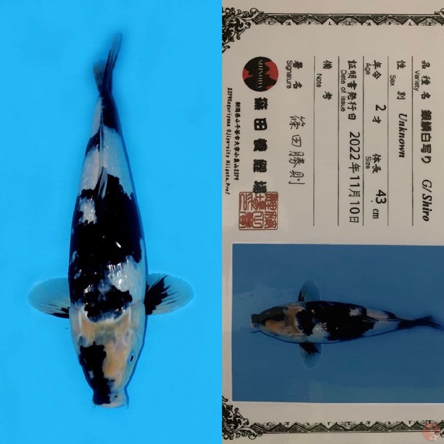 JUMBO SHIRO GINRIN SQ SHINODA 43CM
