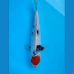 TC SHOWA 24 CM