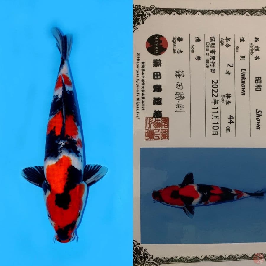 JUMBO SHOWA SQ SHINODA 44CM