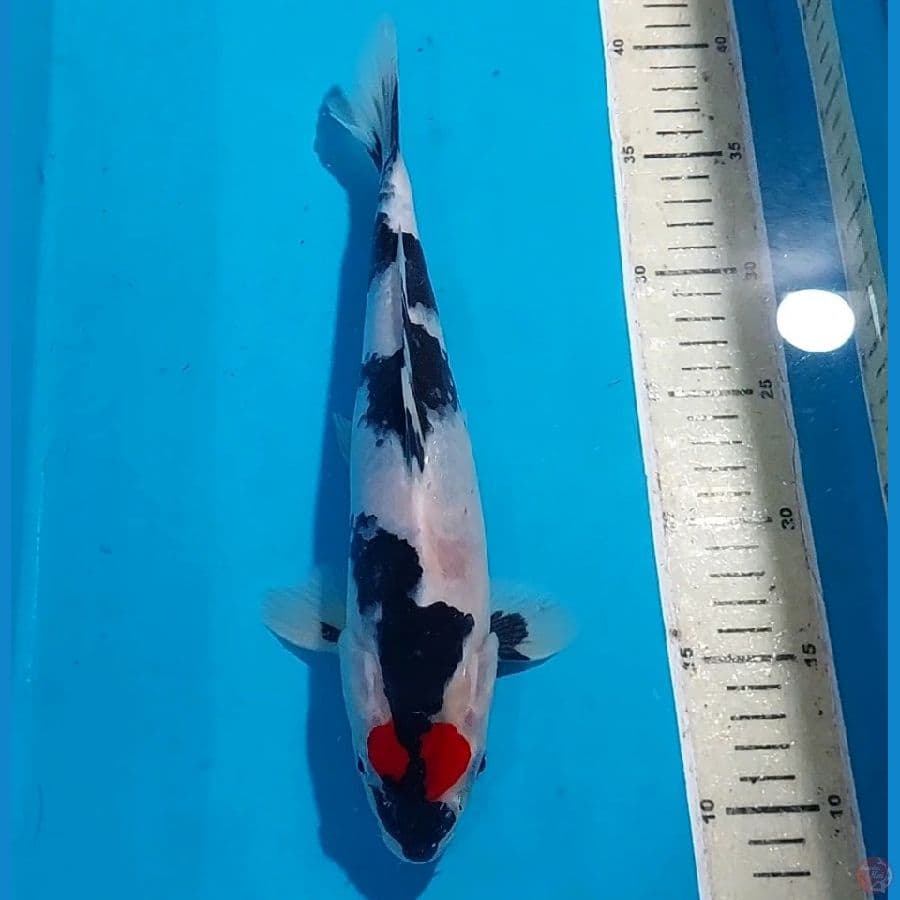 TANCHO SHOWA 30 CM