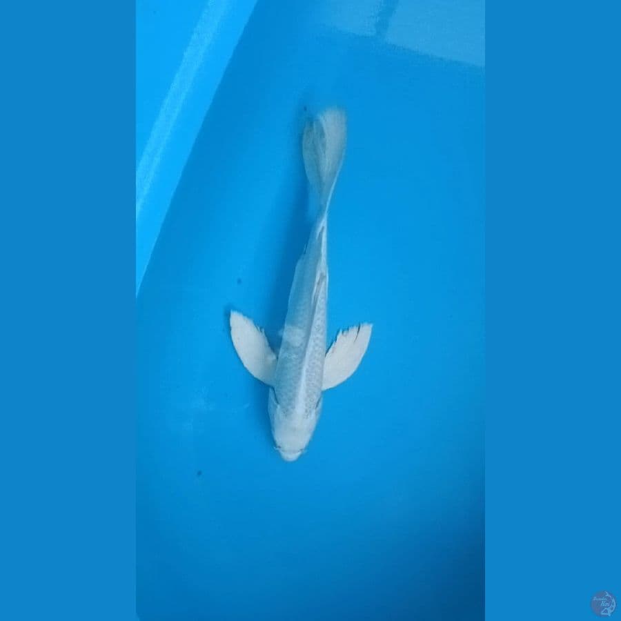 kumpay platinum putih salju 30 cm