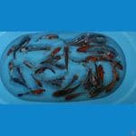paket mix 40 ekor mayoritas shusui