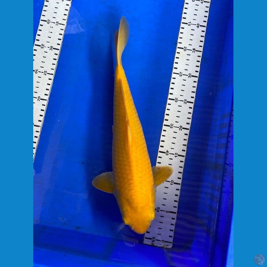karasi jagung punuk