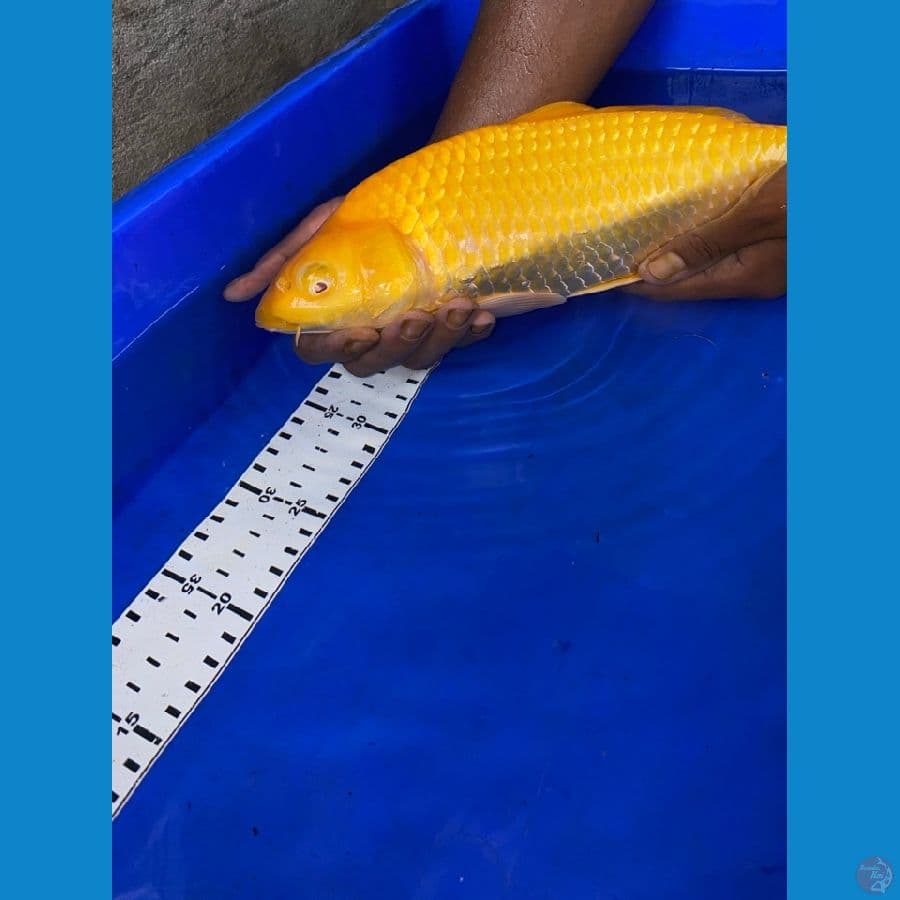 karasi jagung punuk