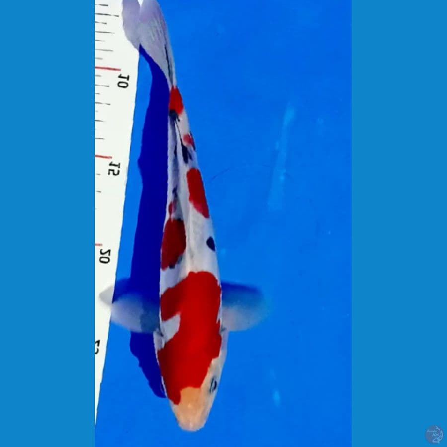 sangke doitsu 25 cm sq male