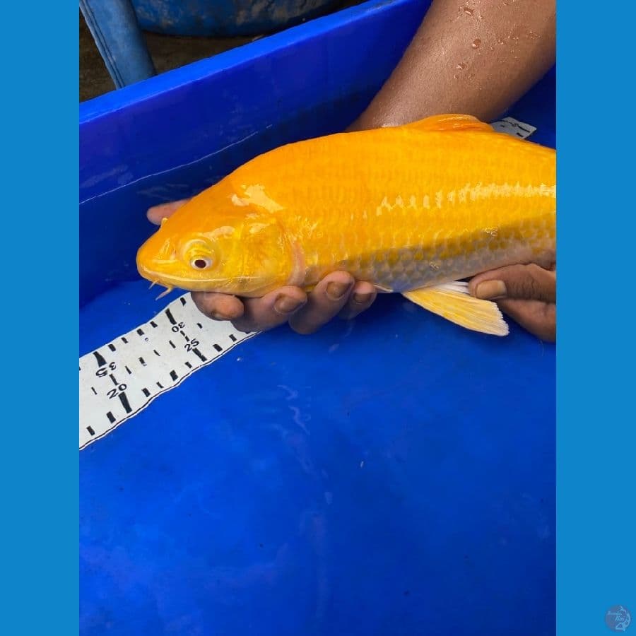 karasi punuk murmer