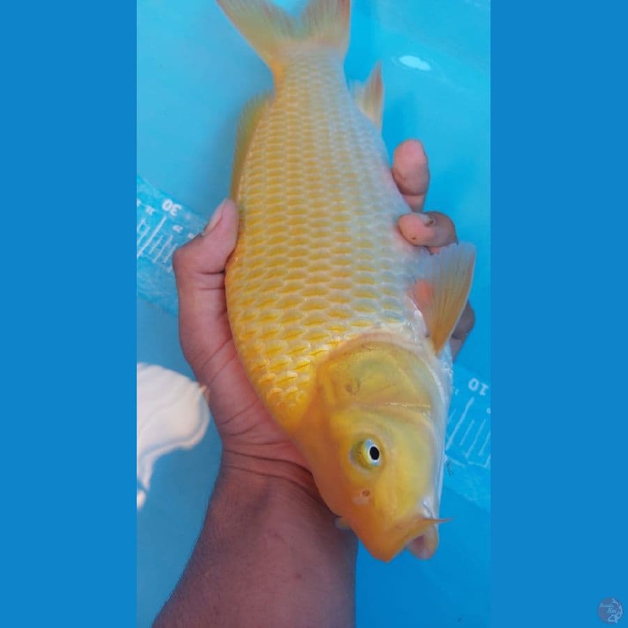 Caramel Punuk Badak super 35cm