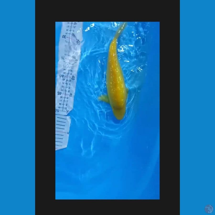 karasi ginrin bulky 28cm body tebal