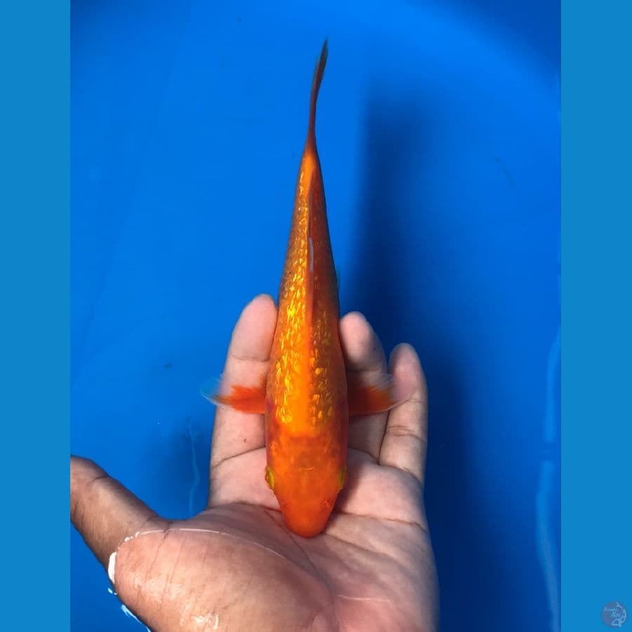 benigoi ginrin 20cm