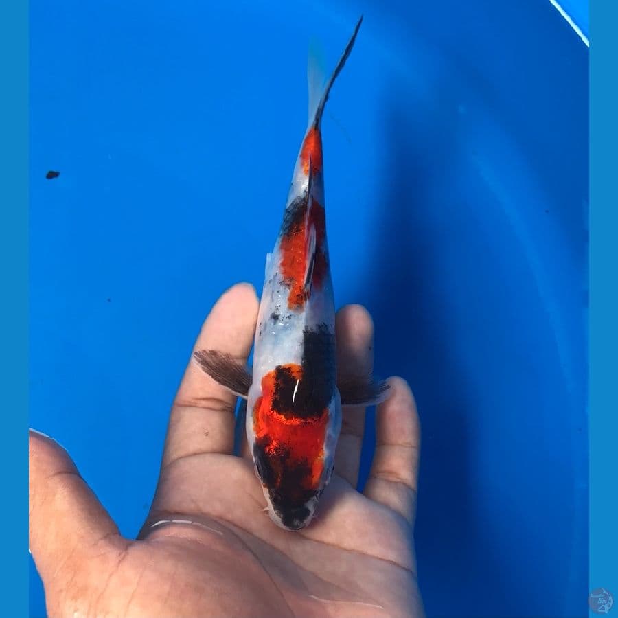 showa 18cm