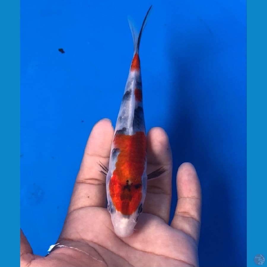showa 15cm