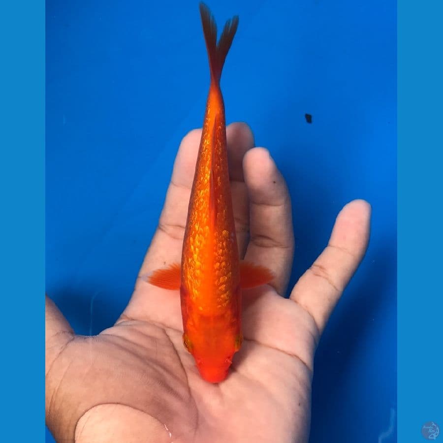 benigoi ginrin 17cm
