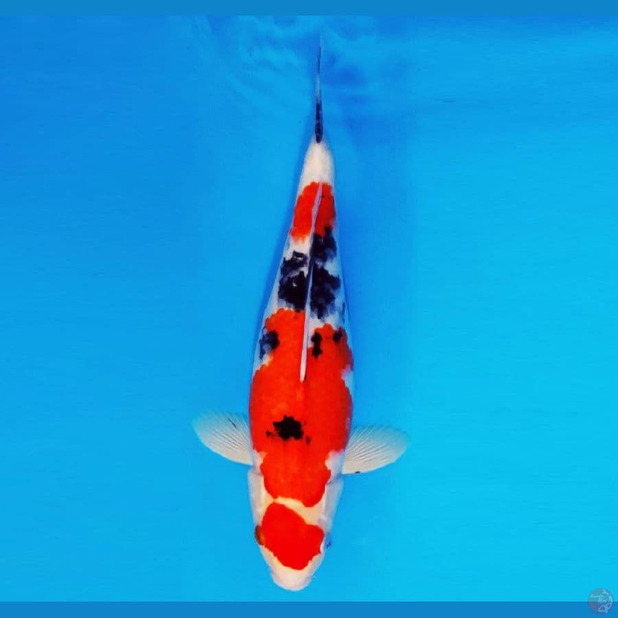 HANAKO 7 - Maruten Sanke 36 cm/fm ™