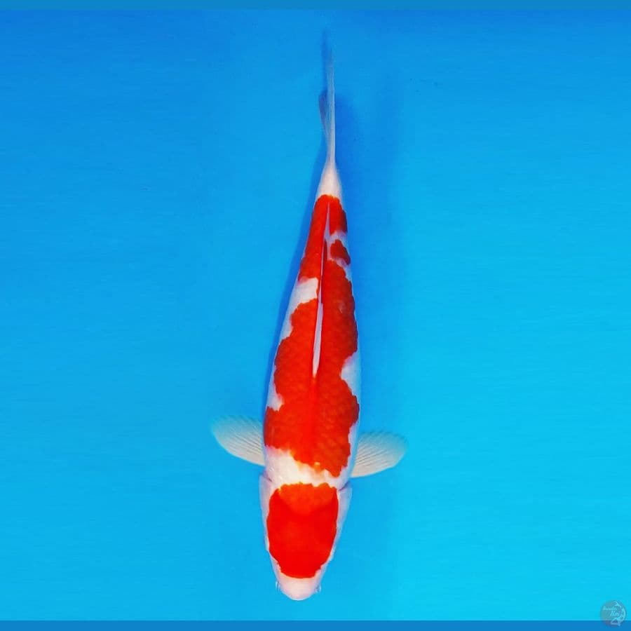 HANAKO 8 - Kohaku 37 cm/fm ®
