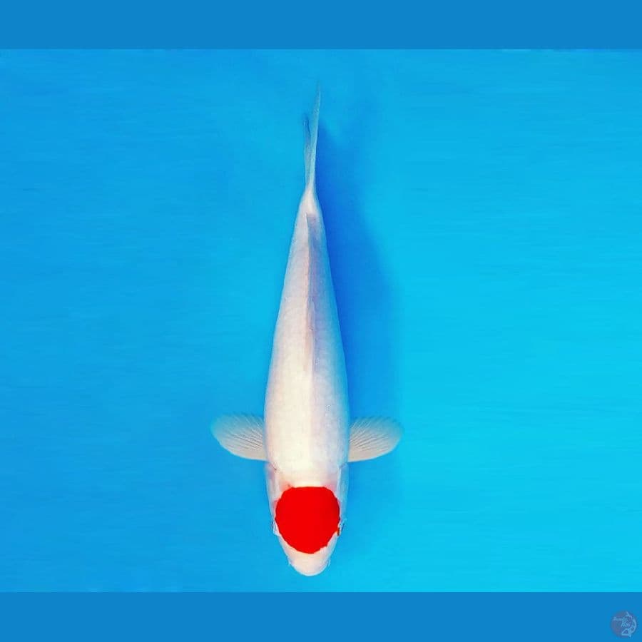 HANAKO 11 - Tancho 30 cm/male ®
