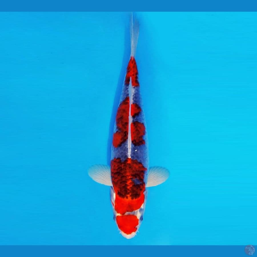 HANAKO 12 - Goshiki 38 cm/fm ®