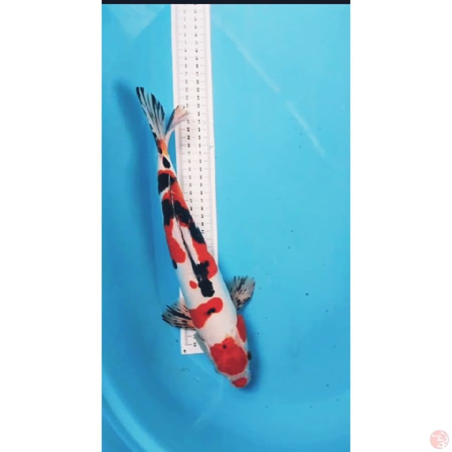 sanke doitsu 36cm
