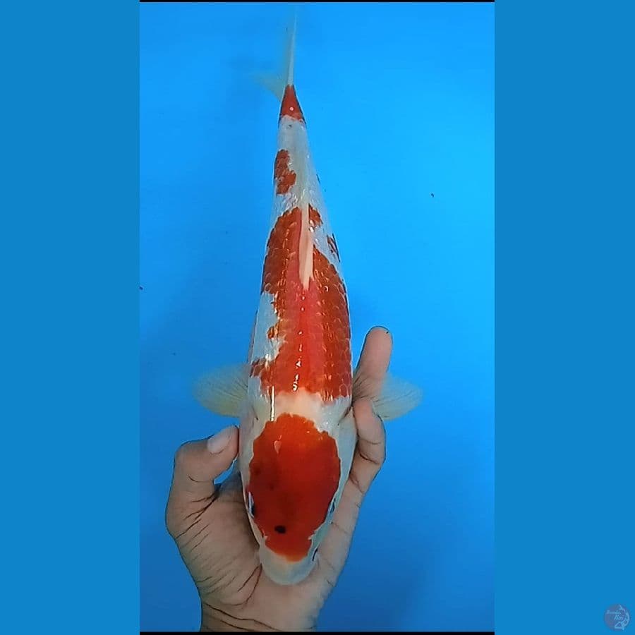 sanke gindrin : 32 cm 