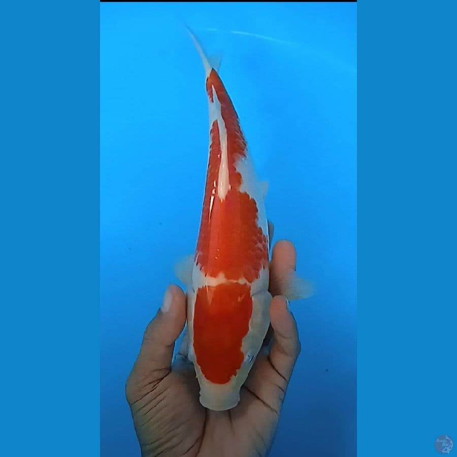 kuhaku : 27 cm jantan 