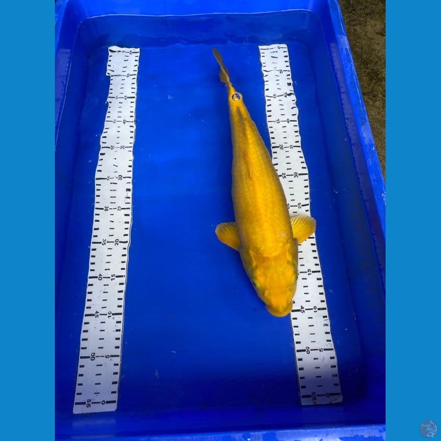 karasi punuk 40 cm