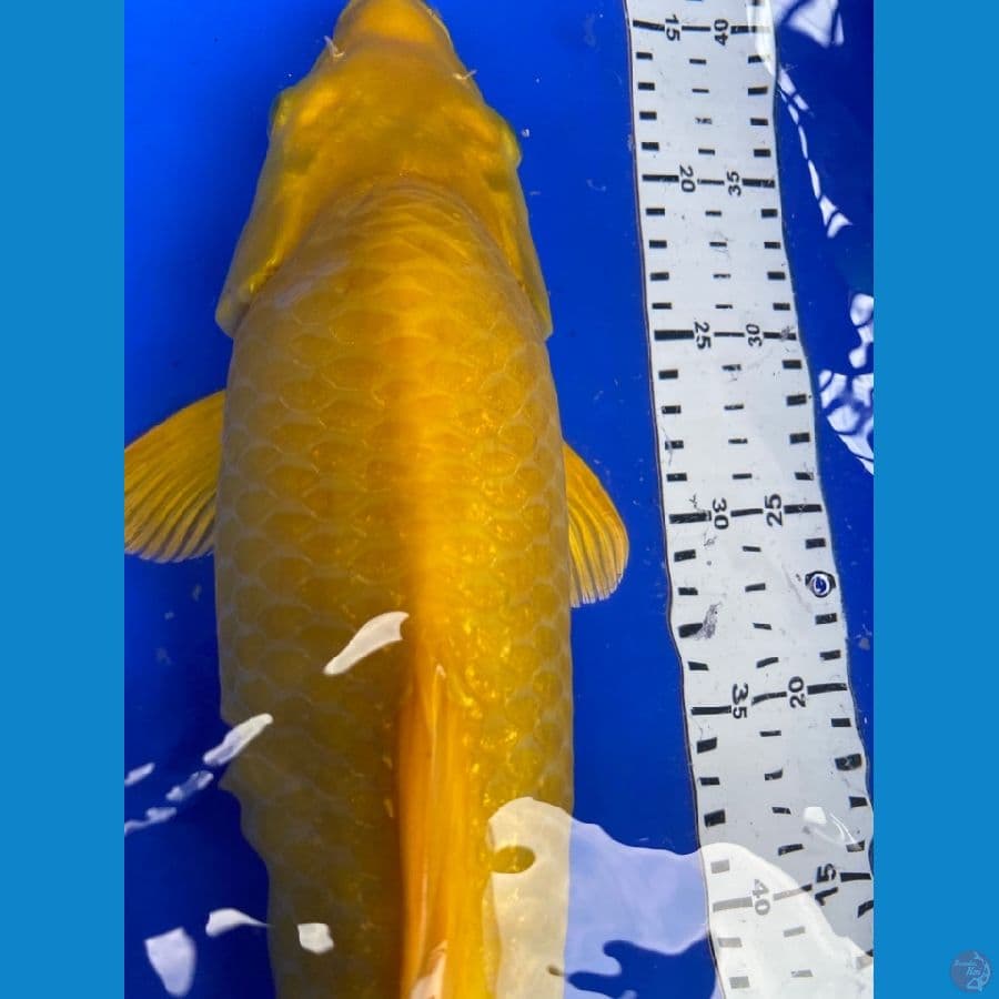 karasi punuk 40 cm