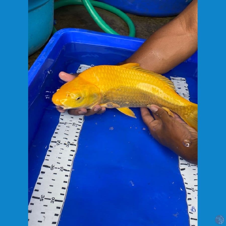 karasi punuk 40 cm