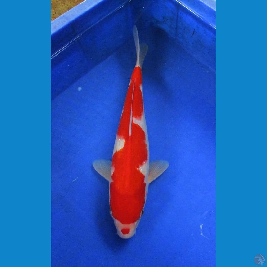 kohaku ±31cm