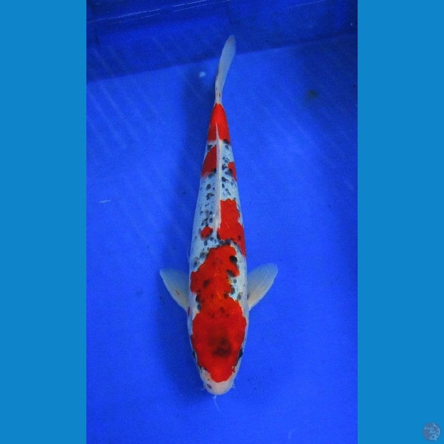 goshiki ±29cm