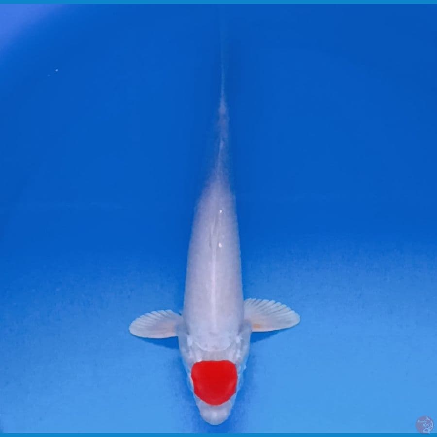 Tancho Hikari 25 Bu 