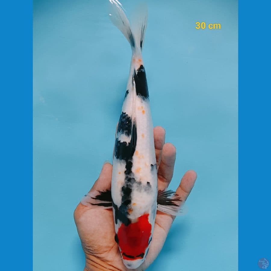 Bahan 30 cm