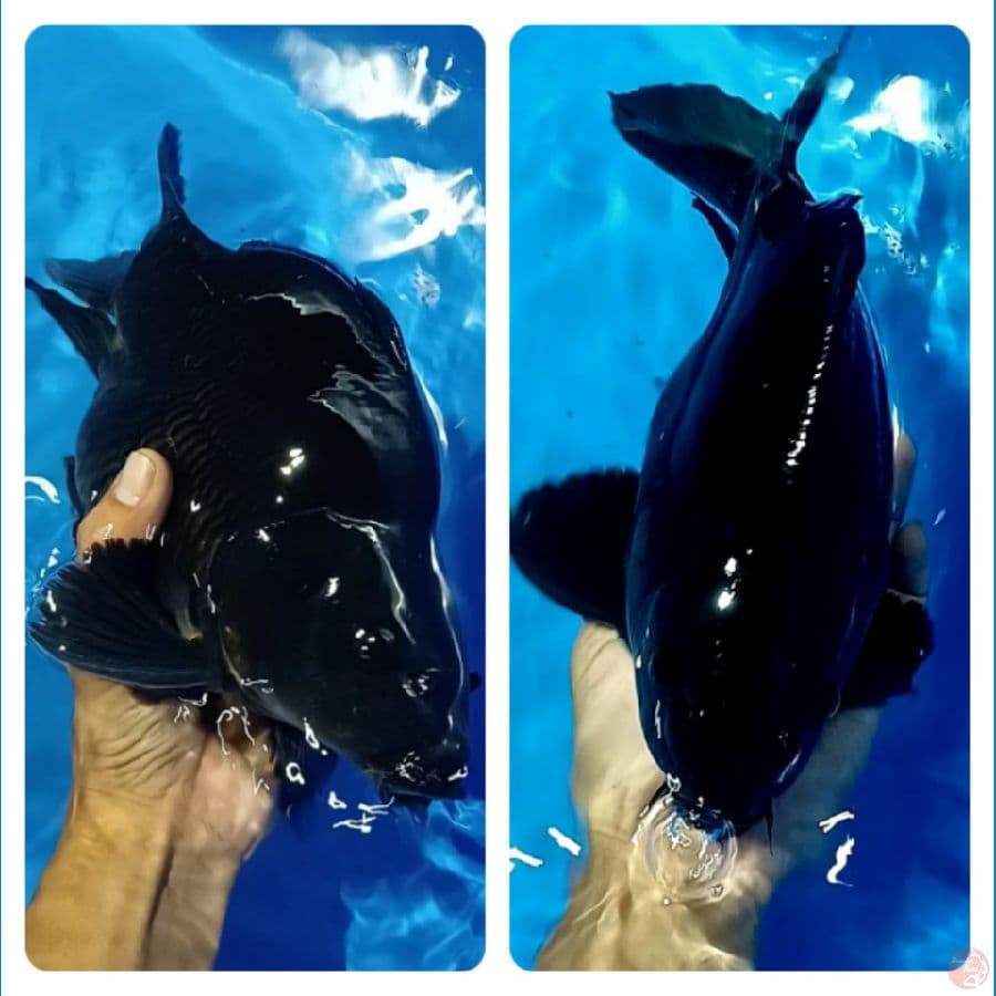 SB KARASU 28 CM MALE SQ