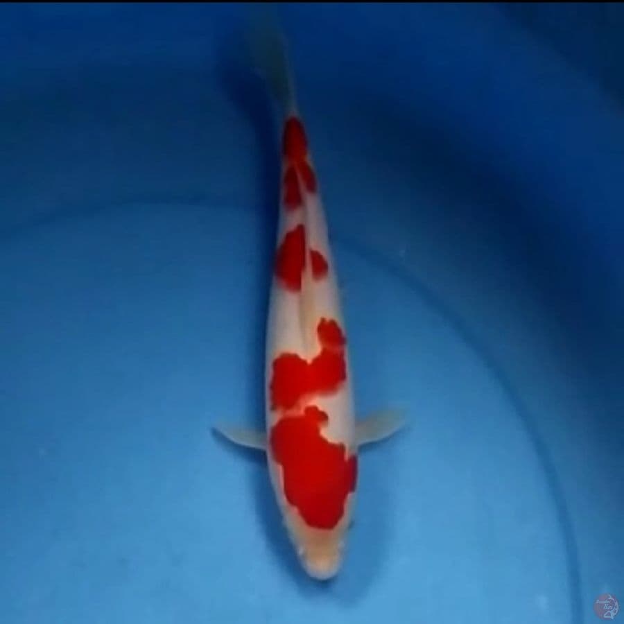ORIGINAL KOHAKU 25 CM