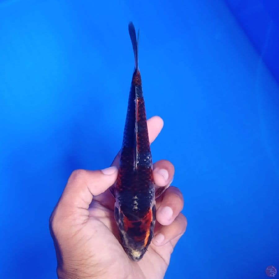 KUROSAWA - BENI GINGGA B 18CM