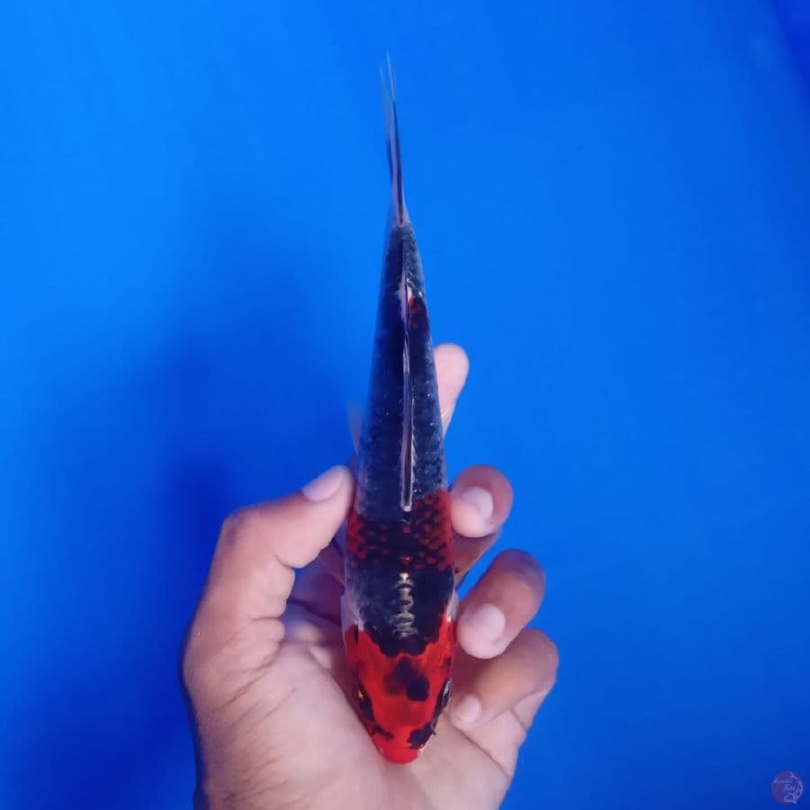 KUROSAWA - BENI GINGGA D 19CM