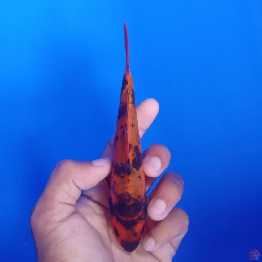 KUROSAWA - DOITSU HI UTSURI 15CM