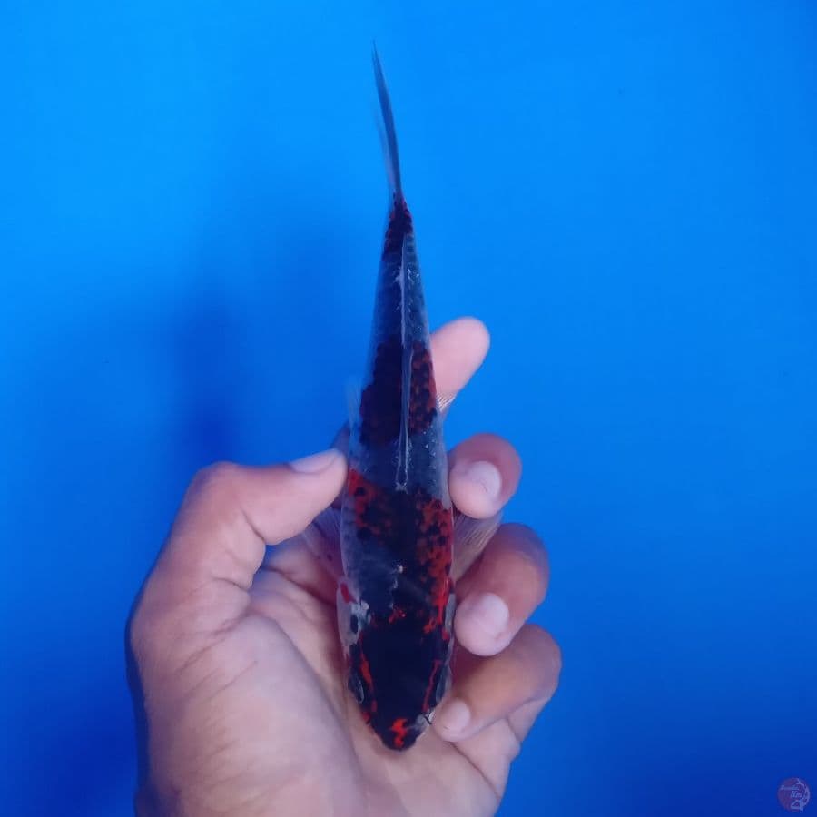 KUROSAWA - BENI GINGGA G 17CM