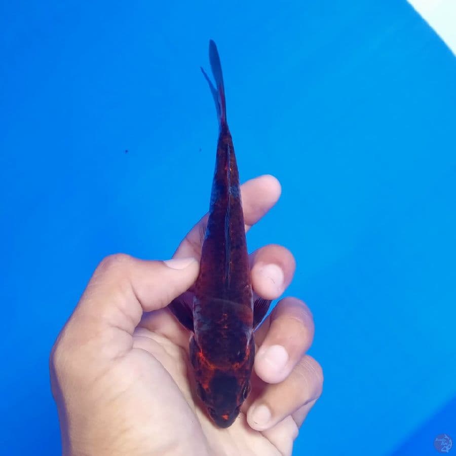 KUROSAWA - BENI GINGGA K 14CM